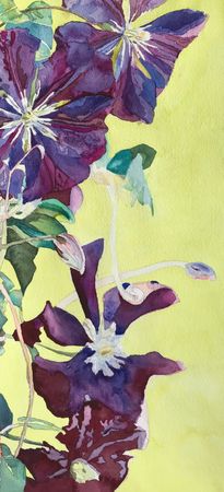 51. Clematis 1