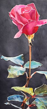 9. Enkel rose på mørk