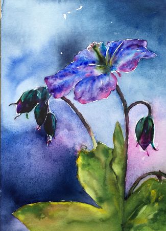 79. Geranium