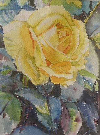 22. Gul rose
