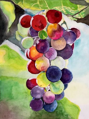 129. Kulørte druer