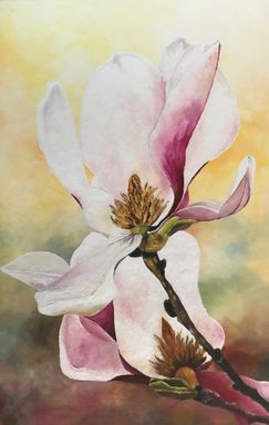 Magnolia 2