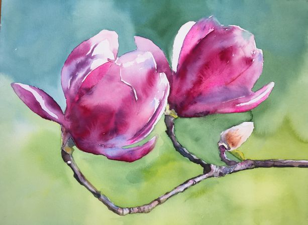 40. Magnolia-gren