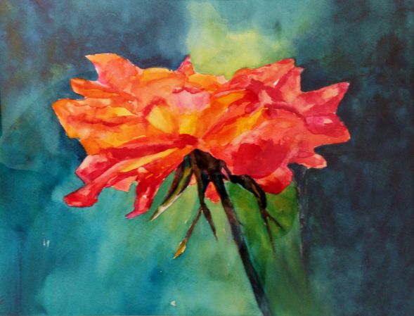 24. Orange rose