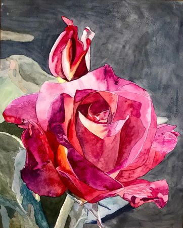 7. Pink rose 2