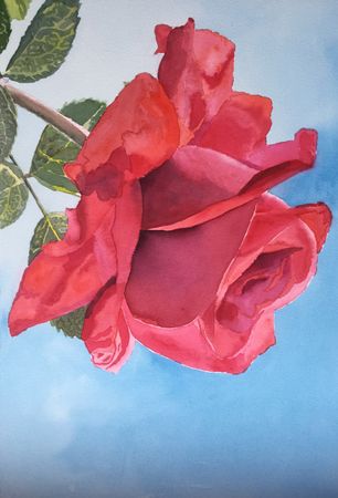 18. Rød rose på blå