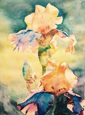 To - farvet iris