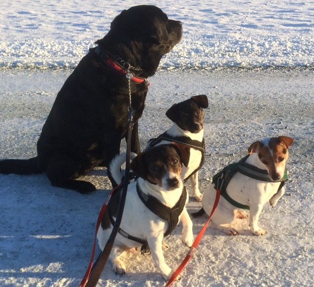 Pernille, Olga, Anna, Mira januar 2017