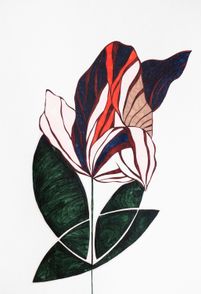 Tulipa l