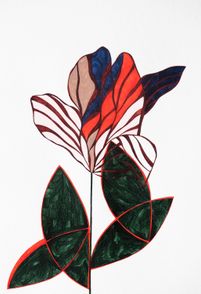 Tulipa