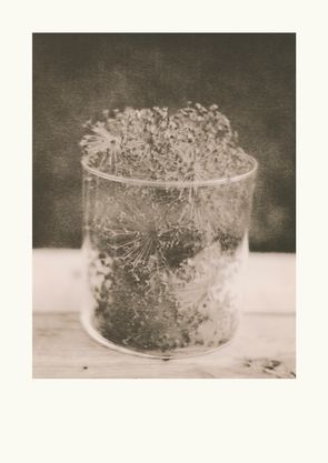 The Allium Archive