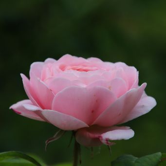 Födelsedagsblomma