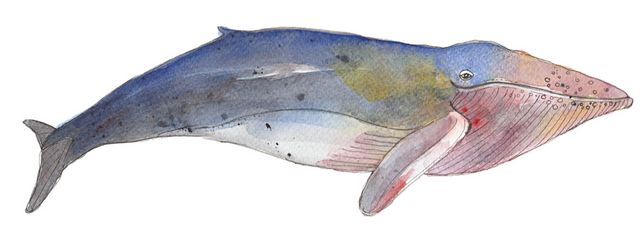 HumpbackWhale-pukkel