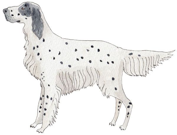 EngelskSetter