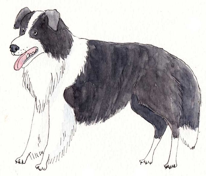 bordercolliefun
