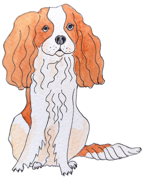 cavalierKCSpaniel