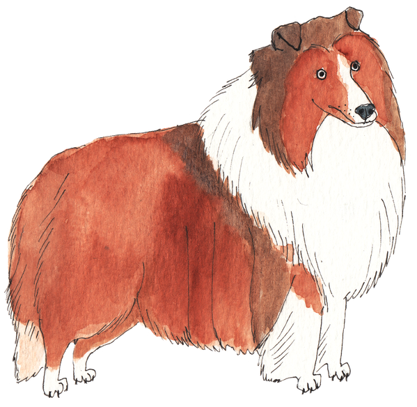 shetlandsSheltieFun