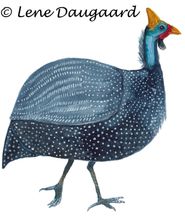 guineaFowl-1