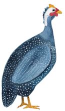 guineaFowl-3