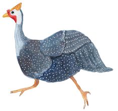 guineaFowl-4