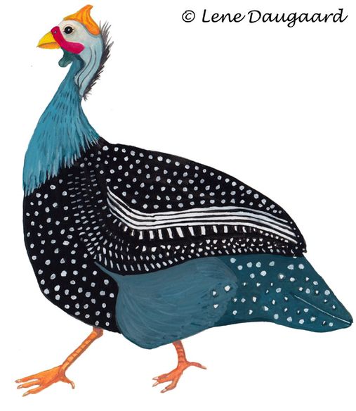 guineaFowl2-gouache