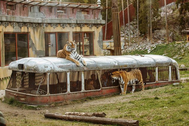 Mennesker i bur: Tilskuerne kommer helt tæt på tigerne, ved at gå under jorden og komme op i denne bus.