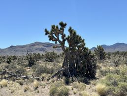 IMG_6668_13