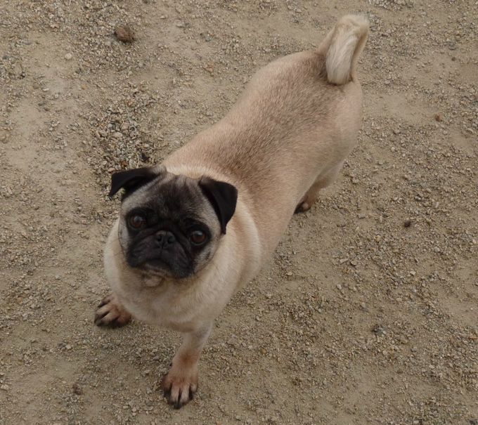 Je m'appelle Cacahuette je suis un tout petit modèle 6.5 kg née le 9 juillet 2007 LOF titre initial                                                                                                                                                                                                                                                                           JE SUIS EN RETRAITE MAIS VOUS POUVEZ VOIR MES CHIOTS SUR MON ALBUM PHOTOS POUR LE PLAISIR DES YEUX