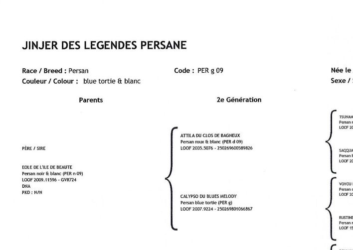 Pédigrée de Jinjer
