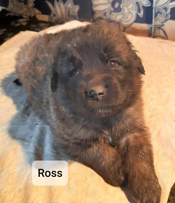 Je m 'appelle Ross (collier noir) j 'ai 4 semaines j 'ai trouvé ma famille dans le 44 à Ste Luce