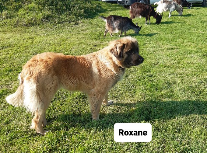 ROXANE LOF FILLE DE MADYSON NEE LE 7/04/2020
DYSPLASIE HANCHE A DYSPLASIE COUDE 0 COTE 1