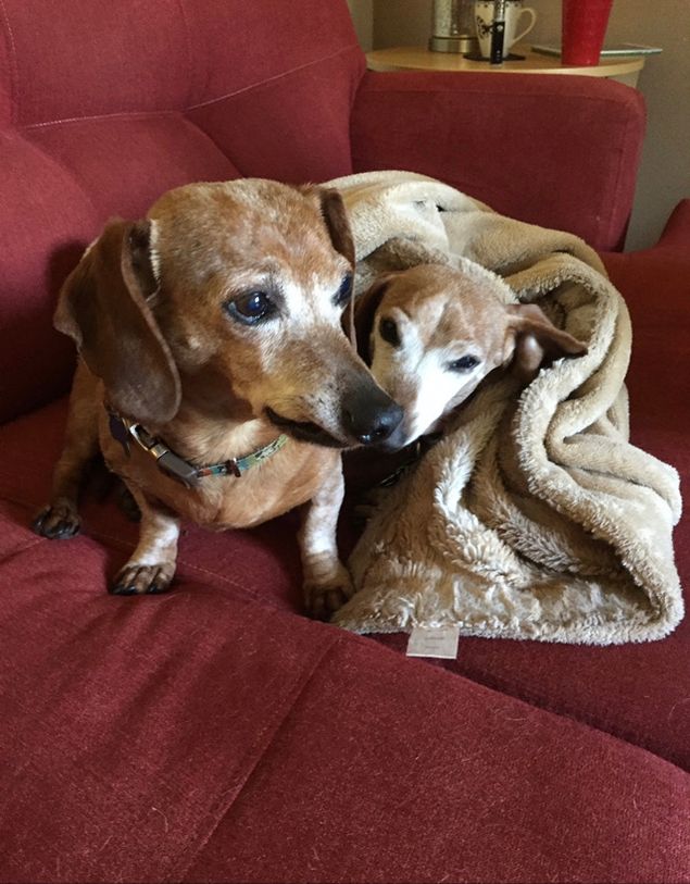 You guys.  You came into this world and my life together and went out almost the same.  16 years for you Wesson, closer to 17 for you Smith.  What a fantastic run we had together!  I miss you every day and I know you'll be waiting for me when I get to where you are.