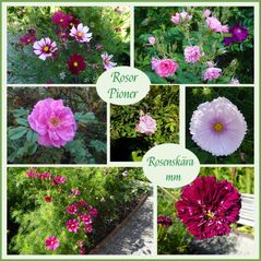 Blommor från rosträdgården
