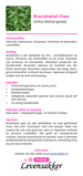 Brandnetelthee