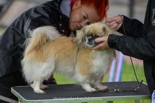 16 Tibetansk spaniel