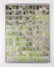 Scheldt's Algae