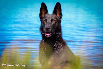 Black shepard boy