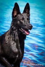 Waterdog