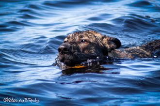 Swimming
