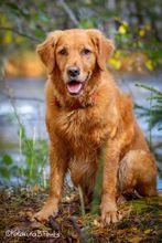 Golden by the river