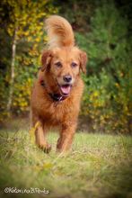 Luskende golden