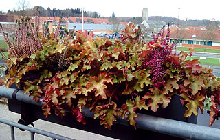 Alunrod, marmelade, lyng - Liljensøe Have & Landskab Design