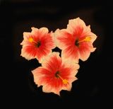 Hawaiiblomst