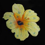 Muselblomst PRIVATEJE
