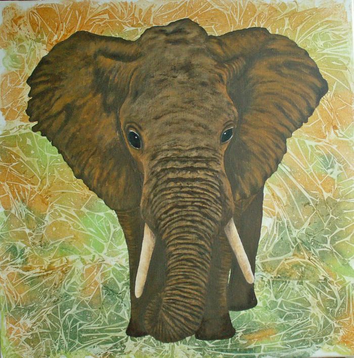 Elefant 50x50 Privateje