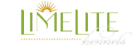 Limelite Affenpinschers