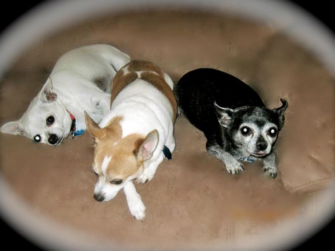 This is Cupcake, Ringo and Cookie. Ringo is the Lead Doggie in my stories and Cupcake and Cookie are sidekicks.  Then comes Norbert.