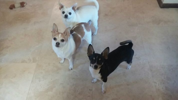 Cupcake Ringo and Norbie