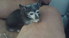 Cookie is Praying