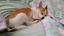 Sh! Ringo is Asleep!